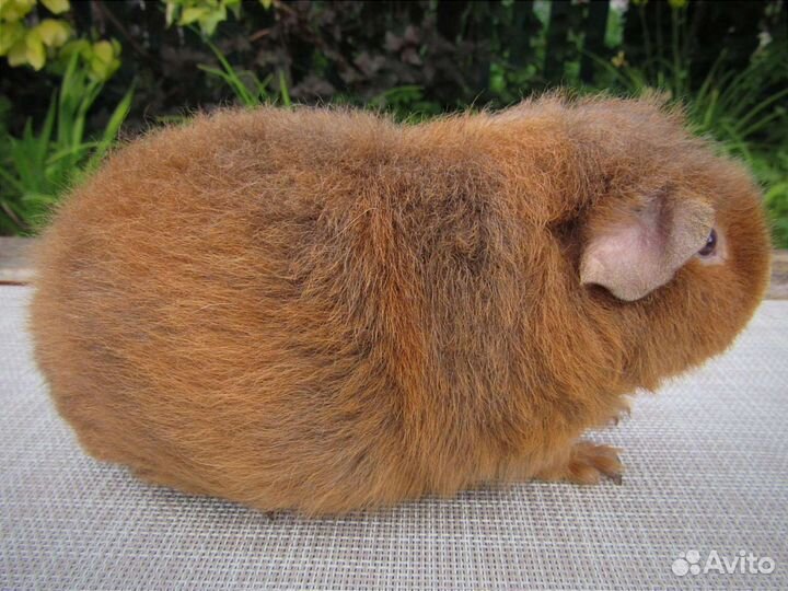 Морская свинка американский тедди