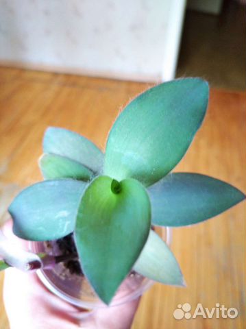 Традесканция паллида 