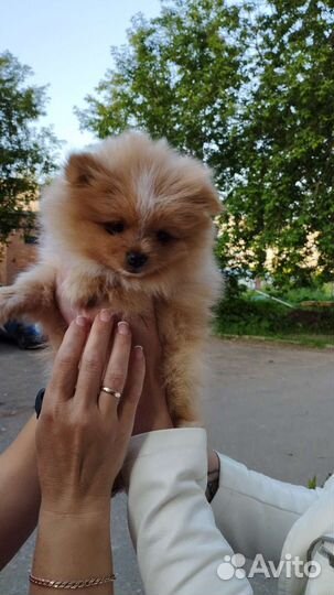 Щенки шпица