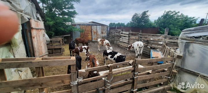 Продам Бычков и телят