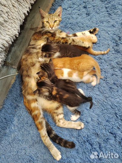 Котята, помесь мейн-кун в добрые руки