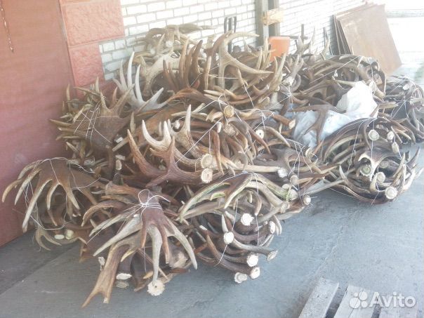 Рога лося оленя