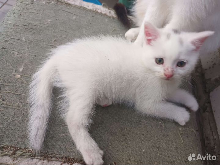 Котята в добрые руки бесплатно