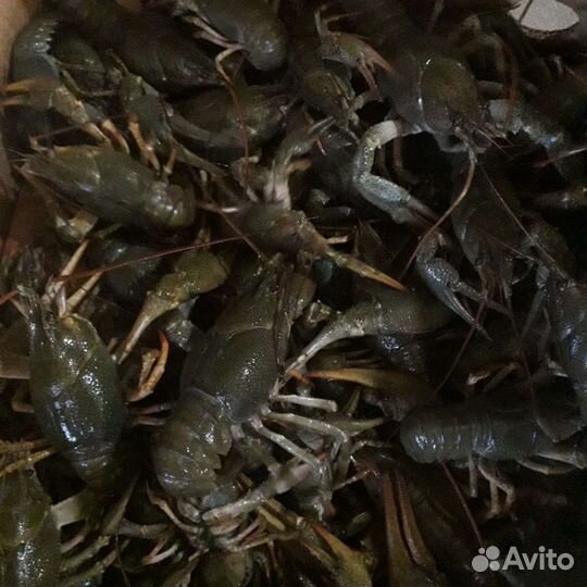 Живые раки