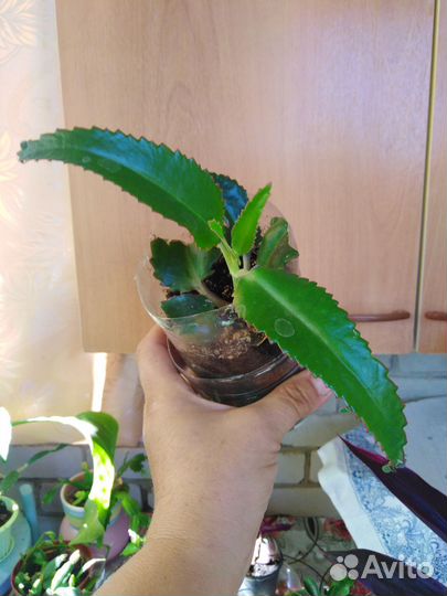 Коланхоэ лечебный