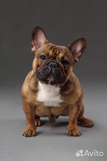 Интерчемпион Вязка