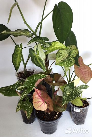 Сингониумы сортовые - 2