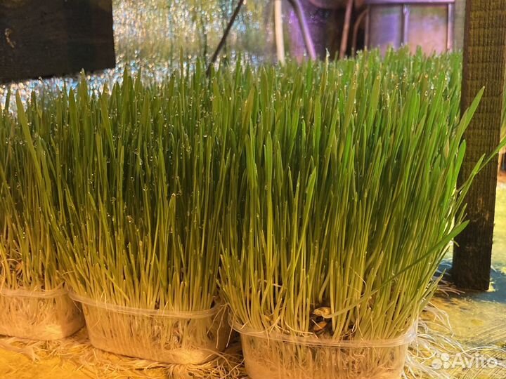 Овес пророщенный