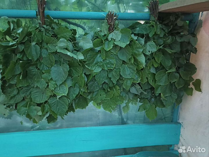 Банные веники