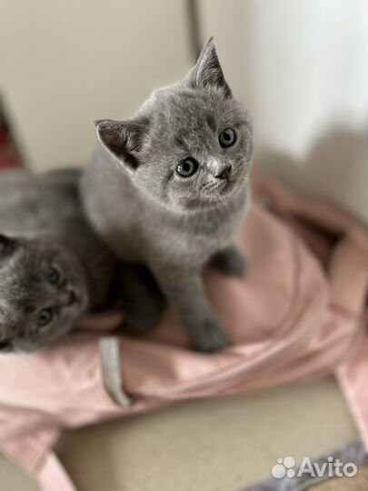 Британские котята