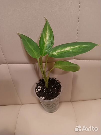 Комнатные цветы(сингониум, эписция, бугенвиллия)