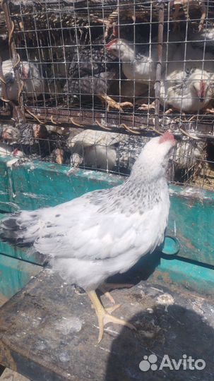 Куры молодки несушки домашние