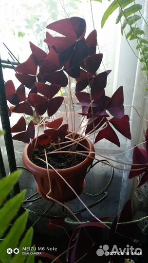 Алоэ, Оксалисы и Хлорофитум