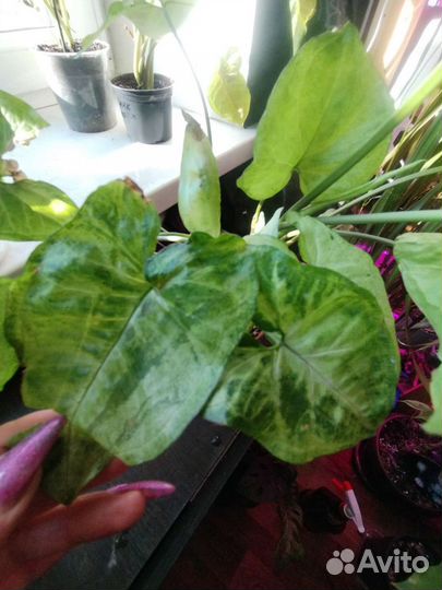 Сингониумы распродаю