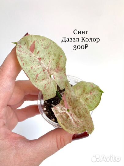 Сингониумы