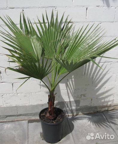 Вашингтония пальма саженцы