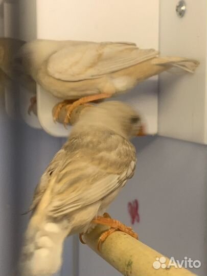 Зебровые амадины