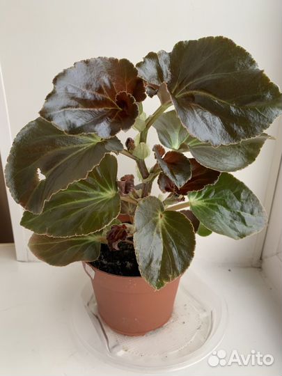 Бегония цветущая BIG DeluXXe