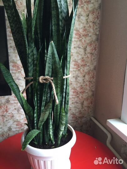 Сансевиерия