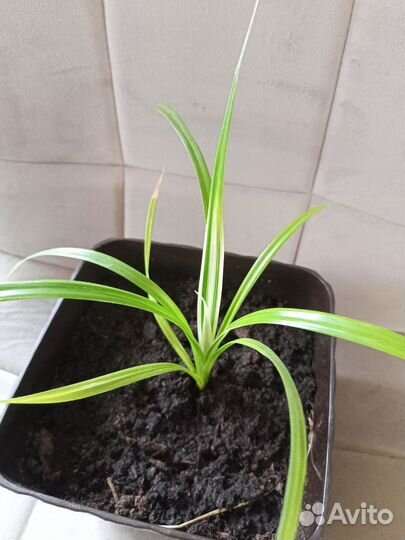 Комнатные цветы