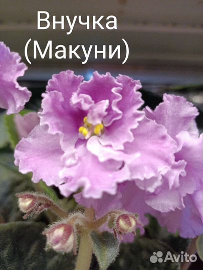 Сортовые фиалки,черенки, детки,стартёры, розетки