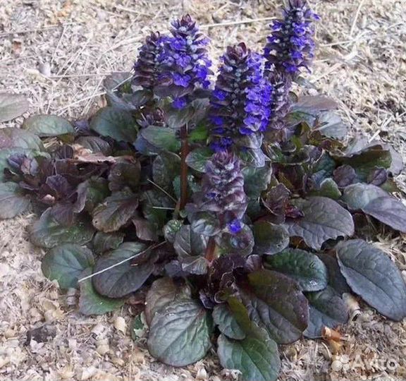 Живучка ползучая и Стахис(заячьи ушки) рассада