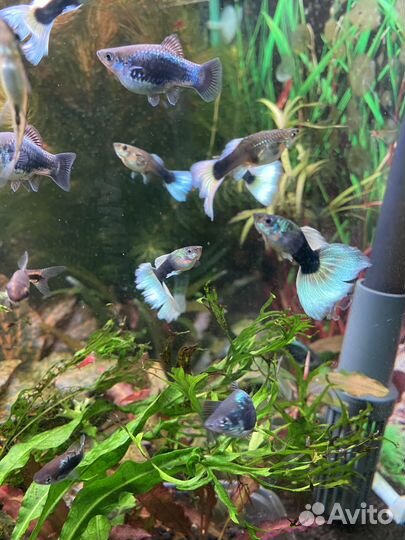 Меченосцы Монтесумы, Пецилии, Гуппи канадские