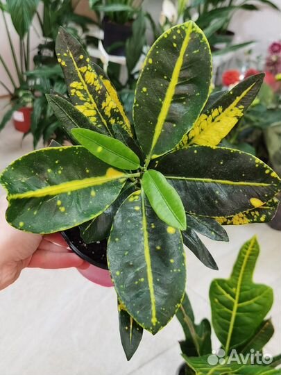 Кодиеум Кротон в ассортименте