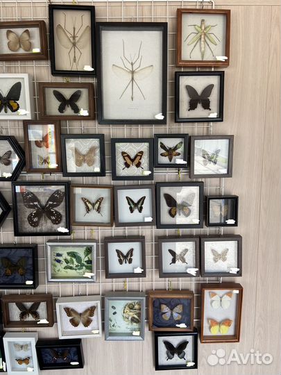 Бабочки в рамках