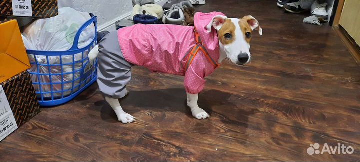Дождевик для собаки