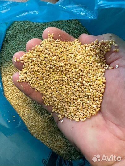 Просо желтое