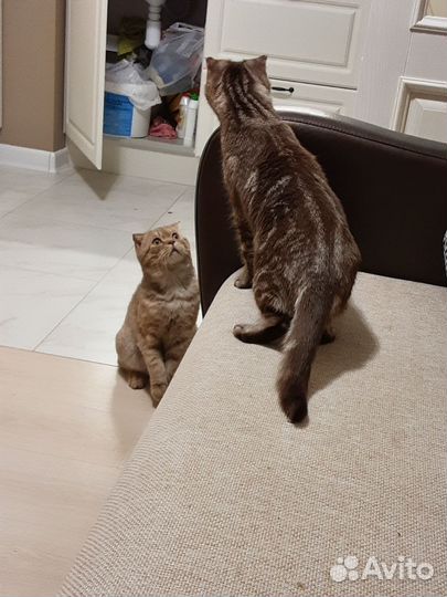 Шотландские котята