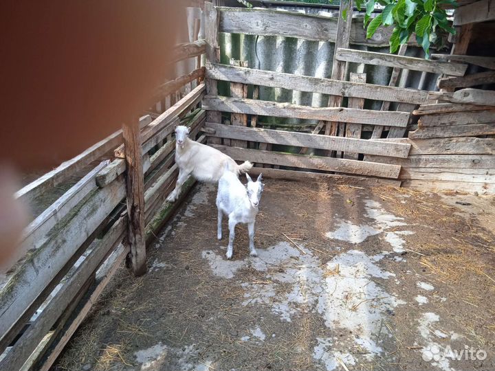 Коза дойная