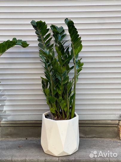 Замиокулькас