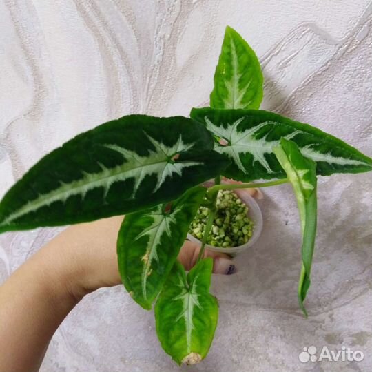 Сингониум вендланда