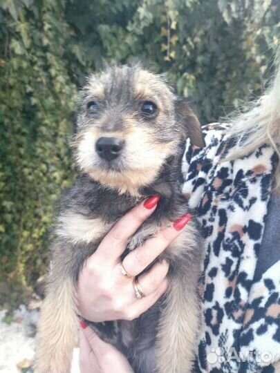 Отдам в добрые руки щенят,2 девочки и 3 мальчика