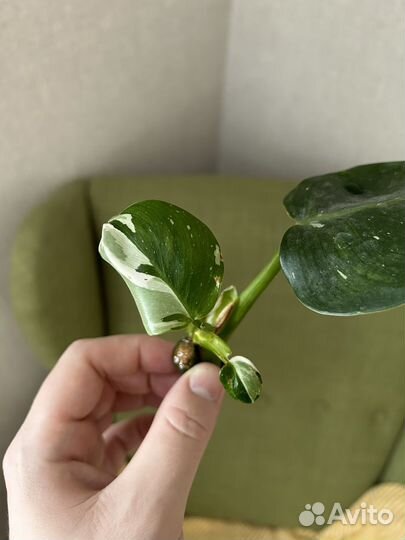 Филодендрон white wizard