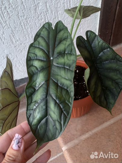 Алоказия (Шкура дракона) Dragon Scale