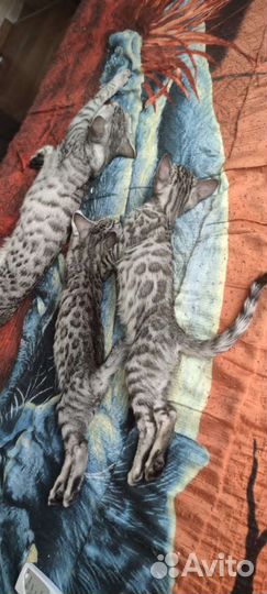 Кошка в добрые руки