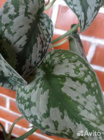 Сциндапсусы, клерадендрум