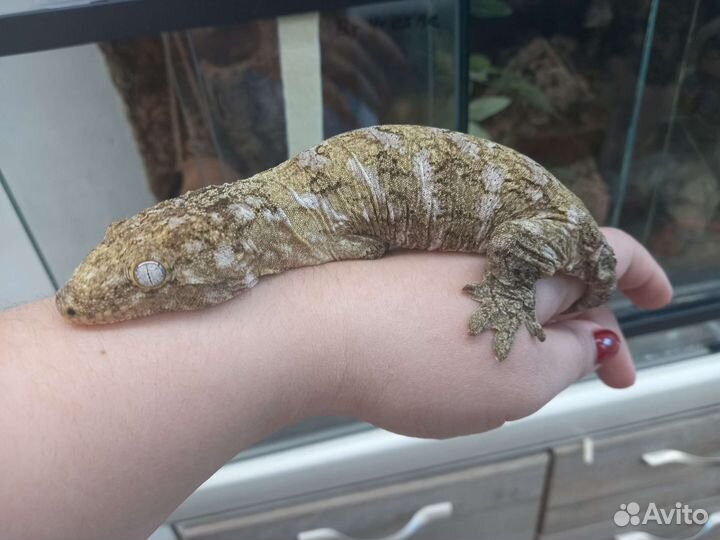 Гиганский бананоед