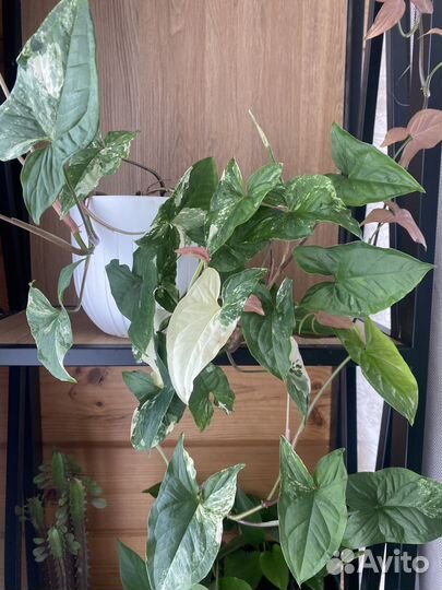 Сингониум imperial вайт