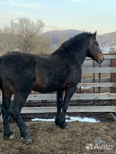 Жеребец тяжеловоз