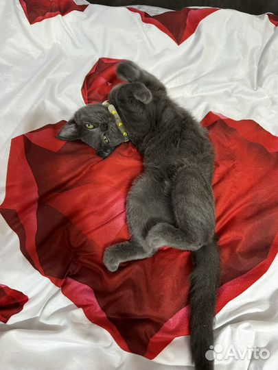 Отдам в добрые руки маленькую кошечку