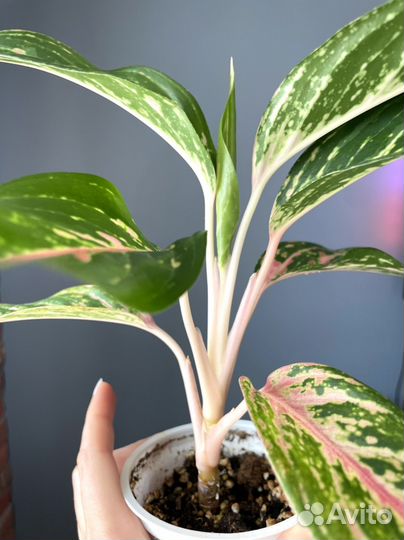 Аглаонема кокомелон
