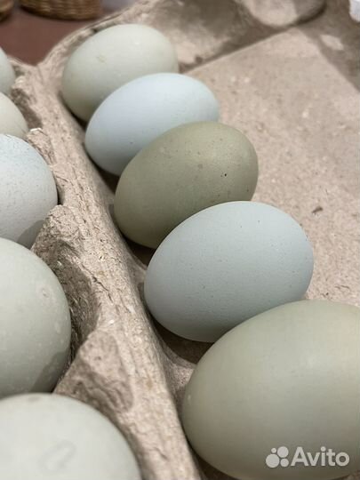 Инкубационное яйцо - лакеданзи