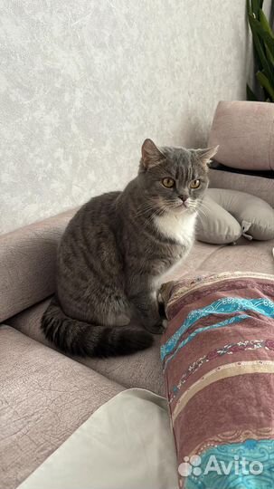 Британская кошка