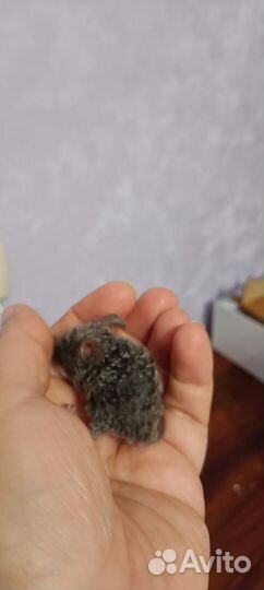 Продам декоративных мышей тексель рекс