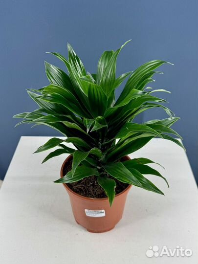 Драцена фрагранс компакта d17 h45