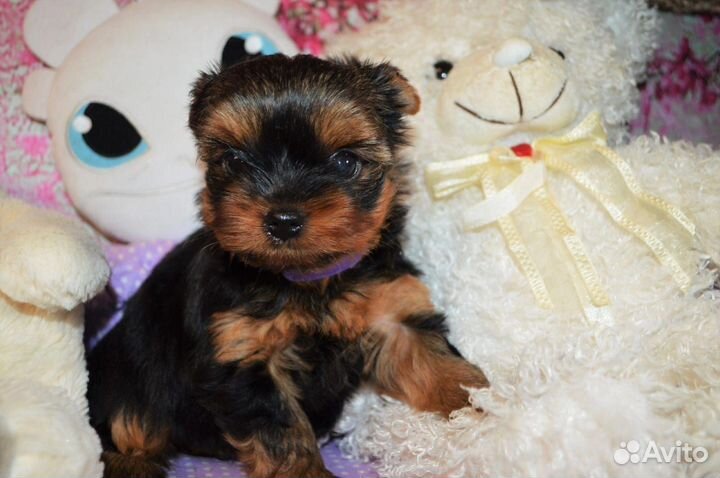 Йоркширский терьер